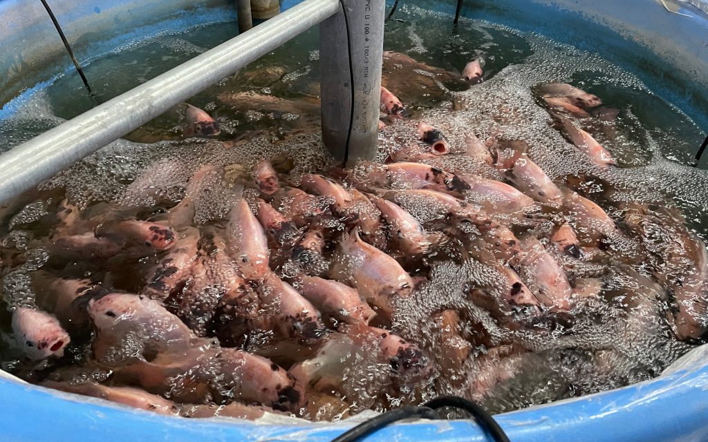 2024 webbinar | PestNu