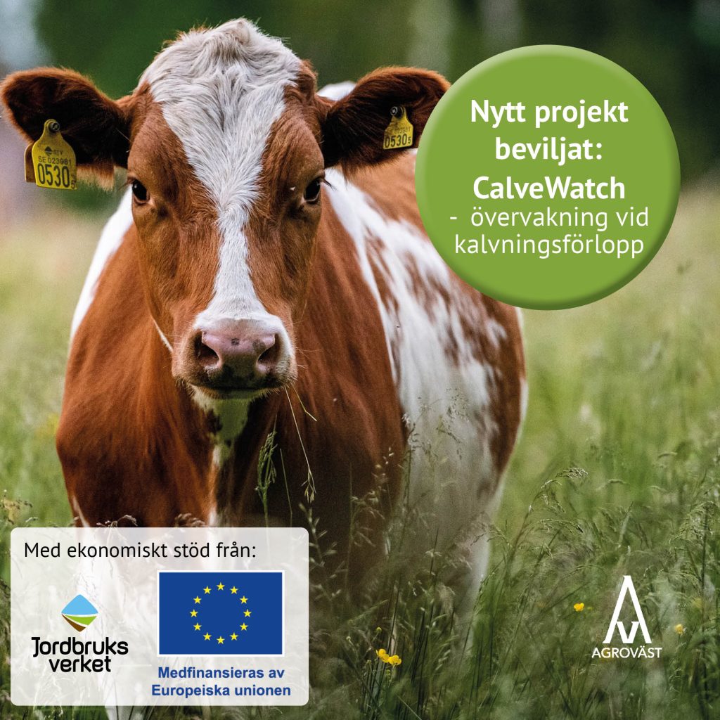 Foto ko - Calvewatch | Agroväst