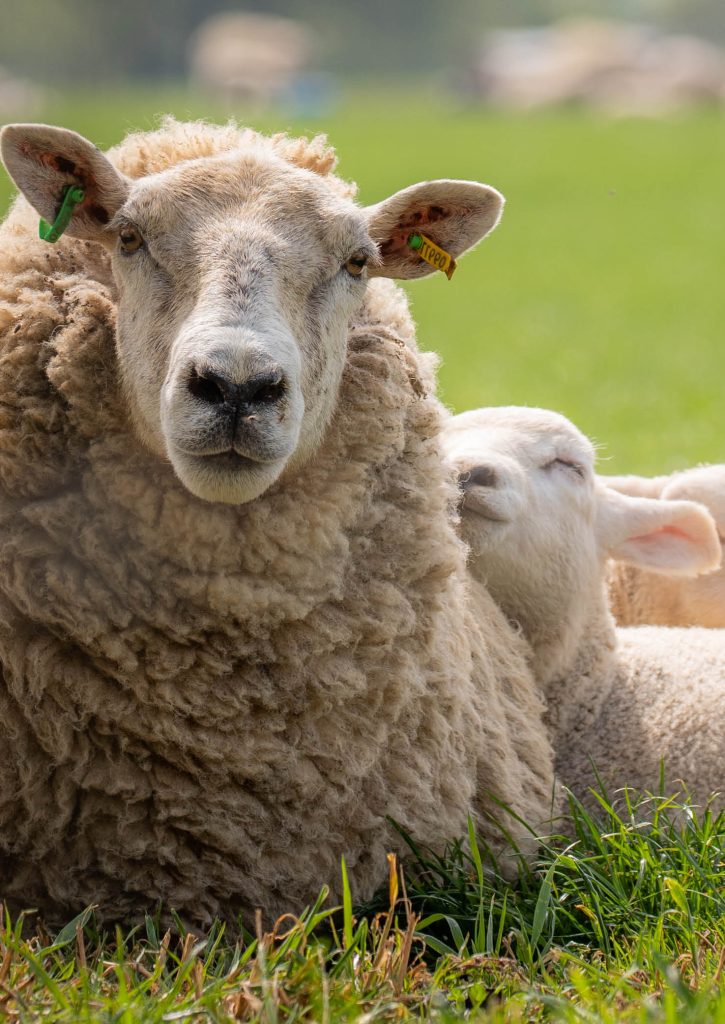 Får och lamm | Agroväst
