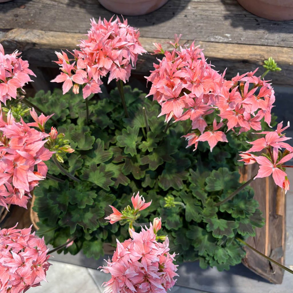 2025- Nordiska trädgårdar8