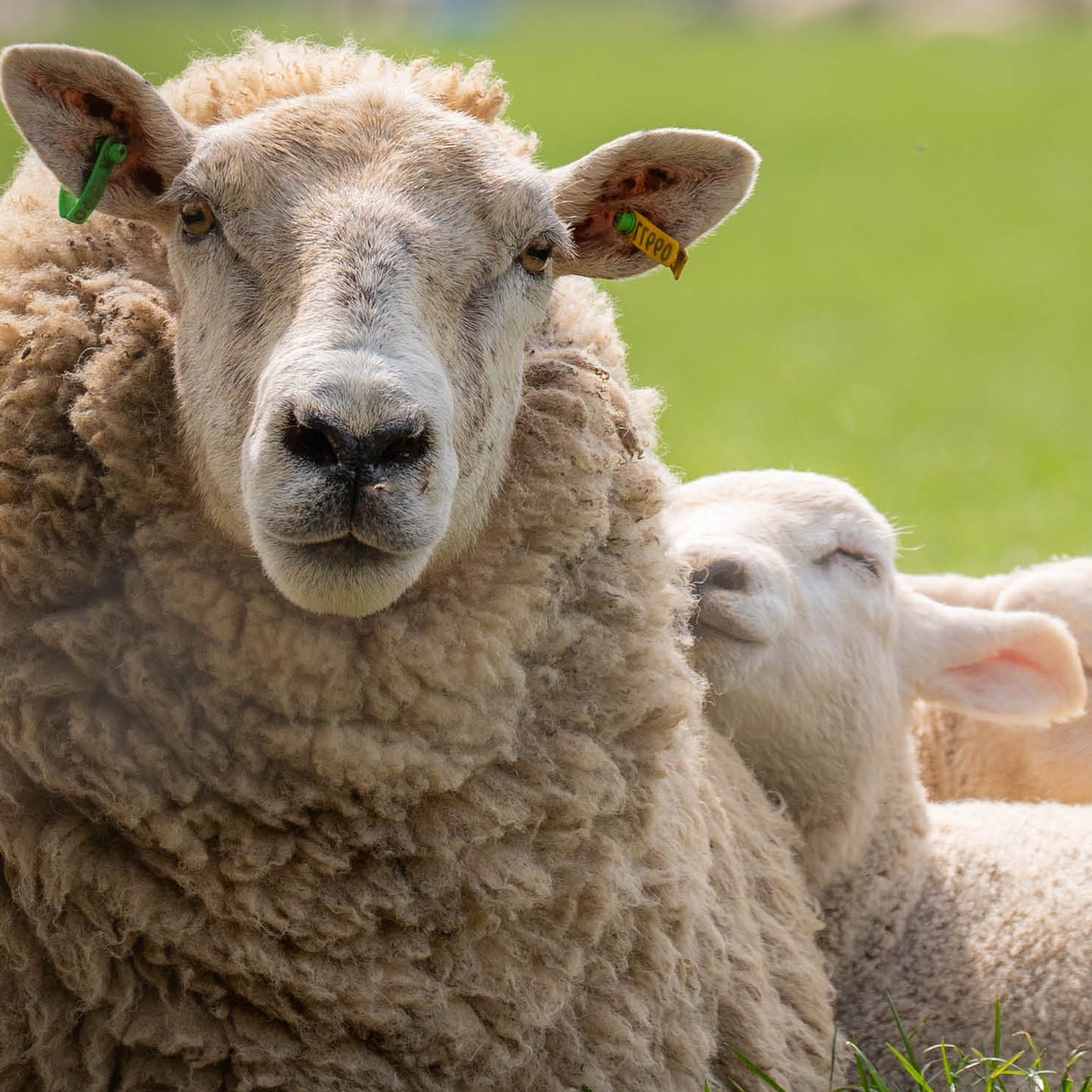 Får och lamm | Agroväst