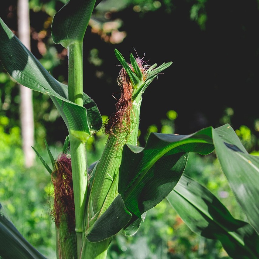 Majs | Agroväst