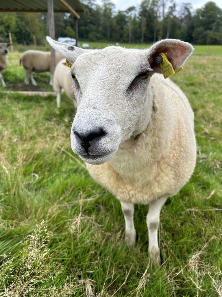 Får - foto Oskar Reineling Agroväst