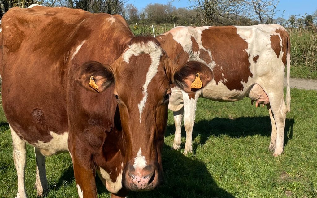 Div Grass Partnermöte 2026 i Bretagne | Agroväst