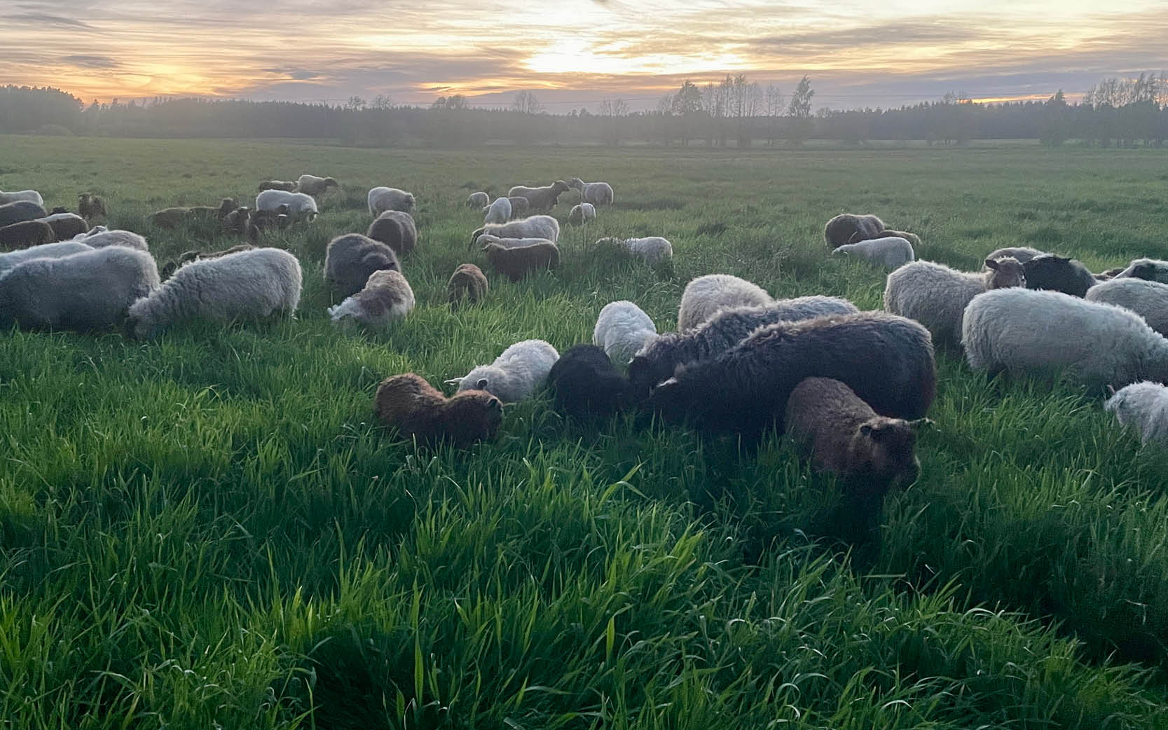 Får och Lamm - Foto Andrea von Essen-Agroväst