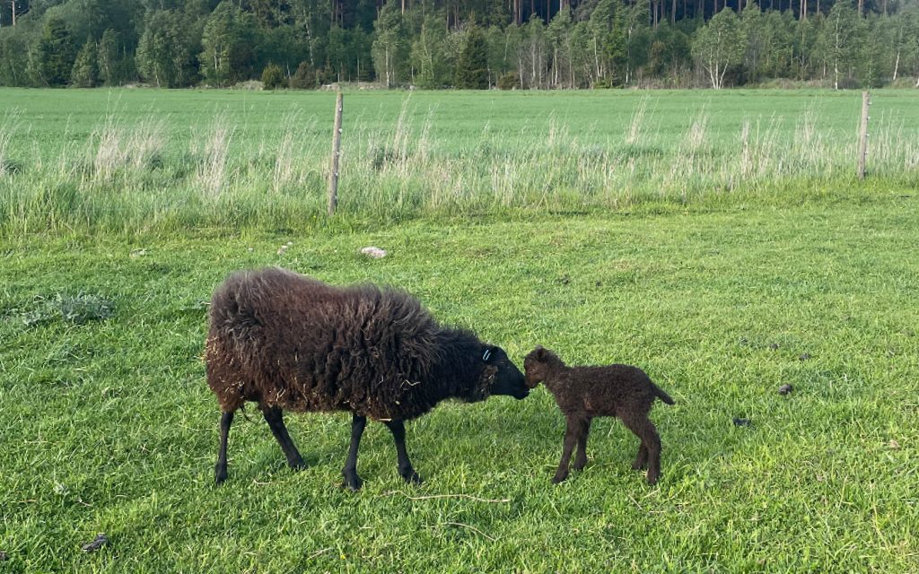 Får och Lamm - Foto Andrea von Essen-Agroväst