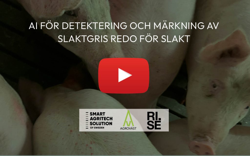 AI märkning av slaktgris Agroväst projekt 452
